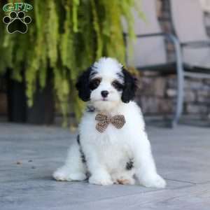Brady, Cavapoo Puppy